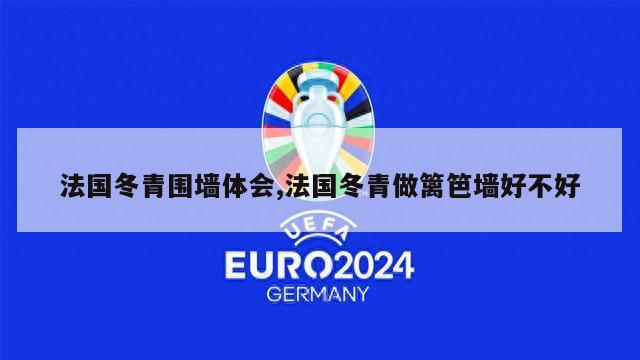 法国冬青围墙体会,法国冬青做篱笆墙好不好